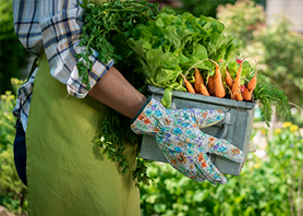 Growing Your Own Food: A Beginner's Guide